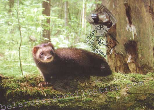 European polecat (Mustela putorius)